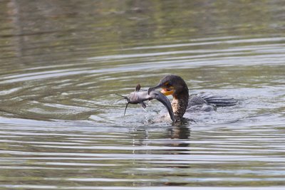 Cormorant and a Catfish