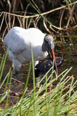 Wood Stork