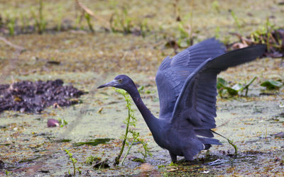 Little Blue Heron