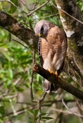 Red Shouldered Hawk