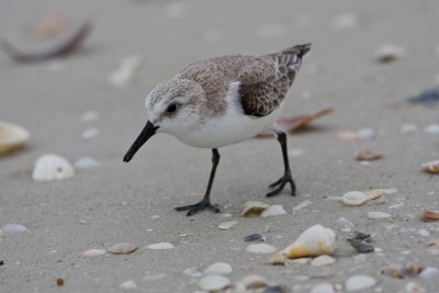 Sandpiper (need ID)