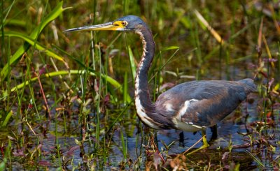 Tricolored Heron (imma)