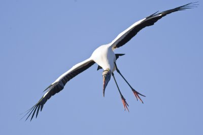 Wood Stork