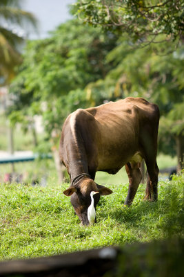 Cow with Cattle Egret