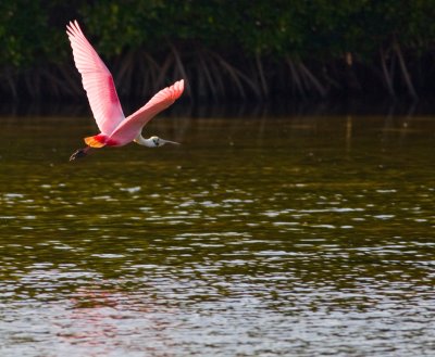 Roseate Spoonbill