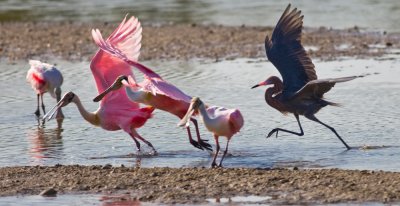 Reddish Egret chasing off Roseate Spoonbills