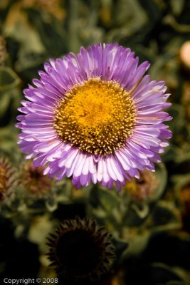 Cambria (2778)