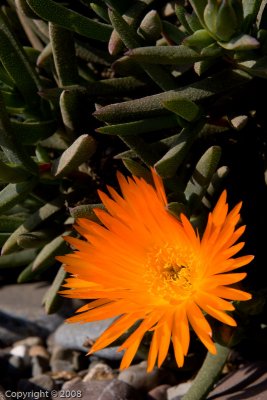 Cambria (2783)