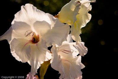 Cambria (2786)