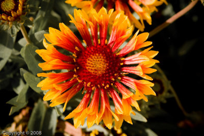 Cambria (2787)
