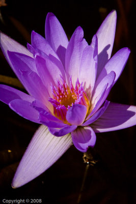 Water Lily (2901)