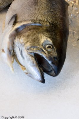I'm not a tuna!