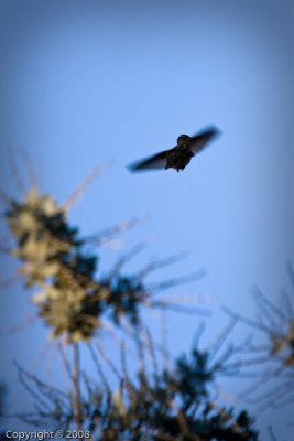 Hummingbird (3562)