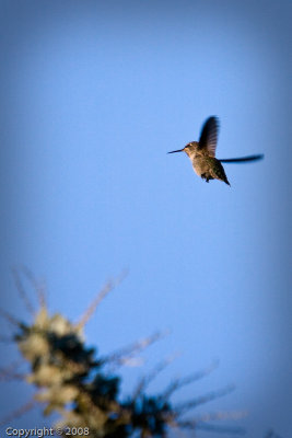 Hummingbird (3563)