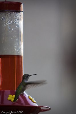 Hummingbird (3564)