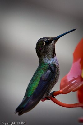 Hummingbird (3570)