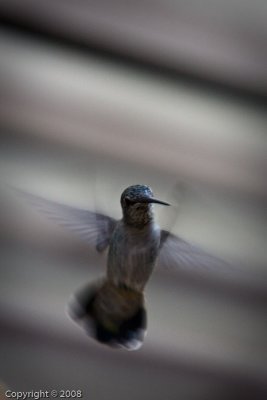 Hummingbird (3574)