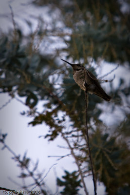 Hummingbird (3584)