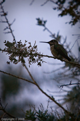 Hummingbird (3585)