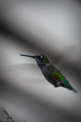 Hummingbird (3594)