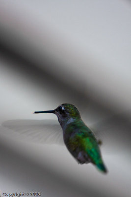 Hummingbird (3596)