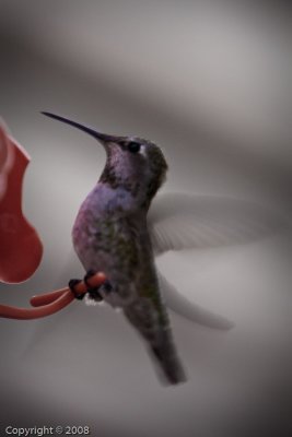 Hummingbird (3604)