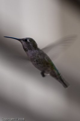 Hummingbird (3605)