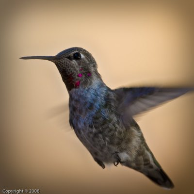 Hummingbird (4411)