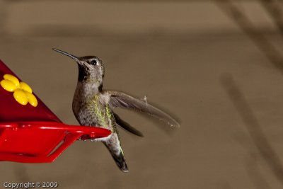 Hummingbird (00807)