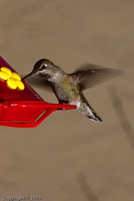 Hummingbird (00809)