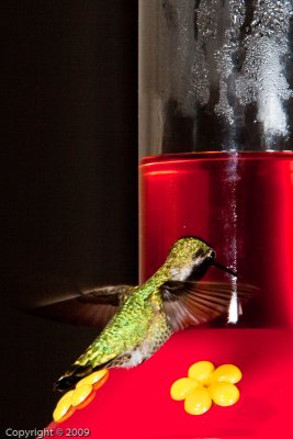 Hummingbird (00834)