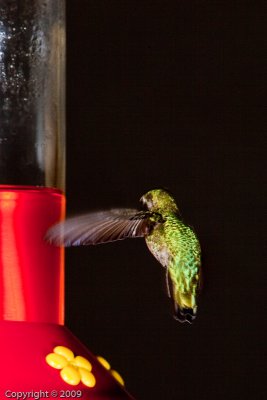 Hummingbird (00835)