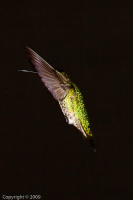 Hummingbird (00837)