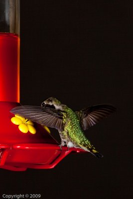 Hummingbird (00839)