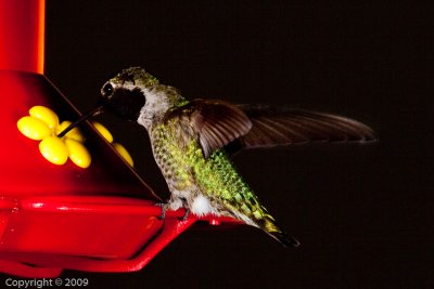 Hummingbird (00841)