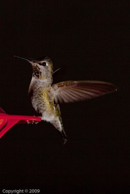 Hummingbird (00860)