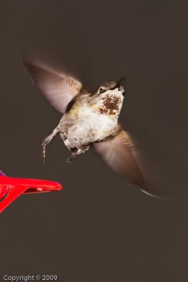 Hummingbird (00873)