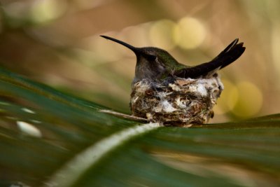 Hummingbird Nest (06148)