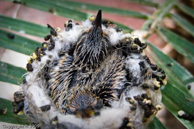 Hummingbird Nest (0594)