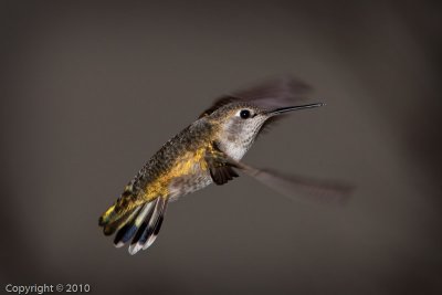 Hummingbird (03561)