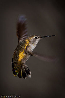 Hummingbird (03562)