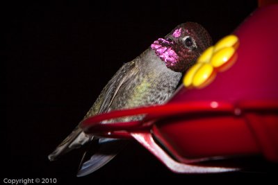 Hummingbird (03564)