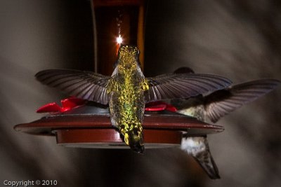 Hummingbird (03567)