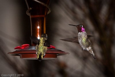 Hummingbird (03568)