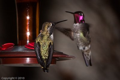 Hummingbird (03569)