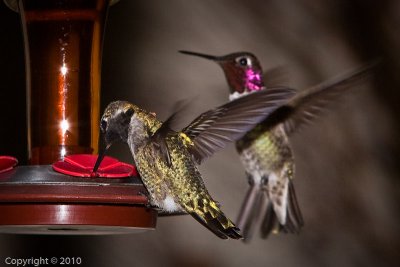 Hummingbird (03570)