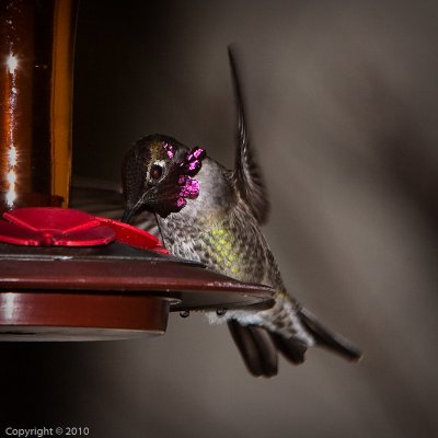 Hummingbird (03573)