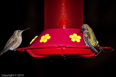 Hummingbird (03575)