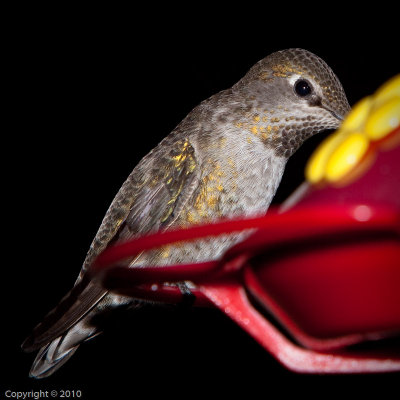 Hummingbird (03578)