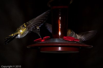 Hummingbird (03583)